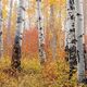 Firesticks Panoramic