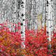 Flames In The Forest