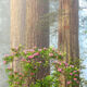 Jewels Of The Forest