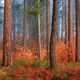 Shrouded Panoramic