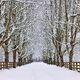 Old Man Winter