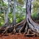 The Roots
