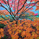 Seasons Flames