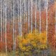 Shades  Of The Season