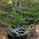 Tree of Life