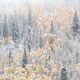 Winters Vail Panoramic