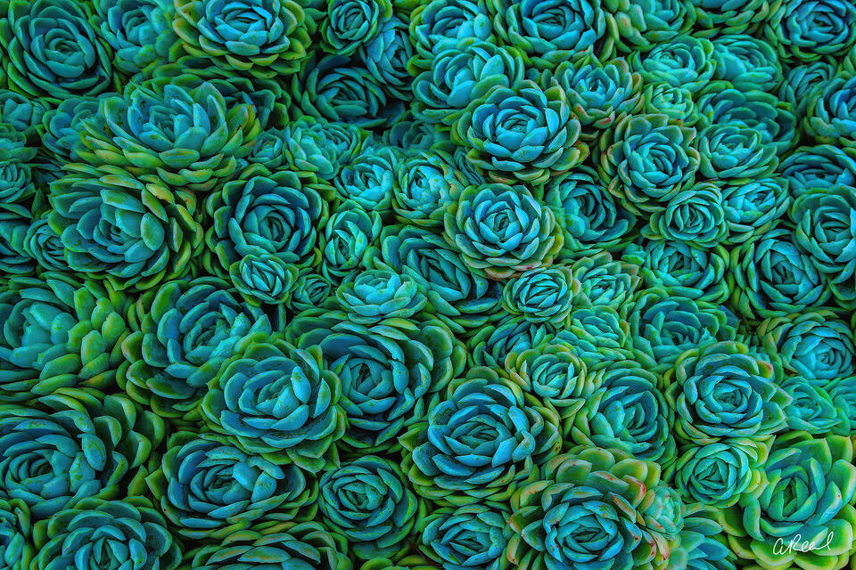 Bluish Green