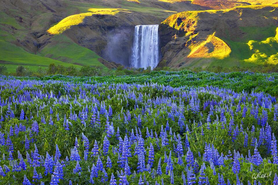 Field of Dreams