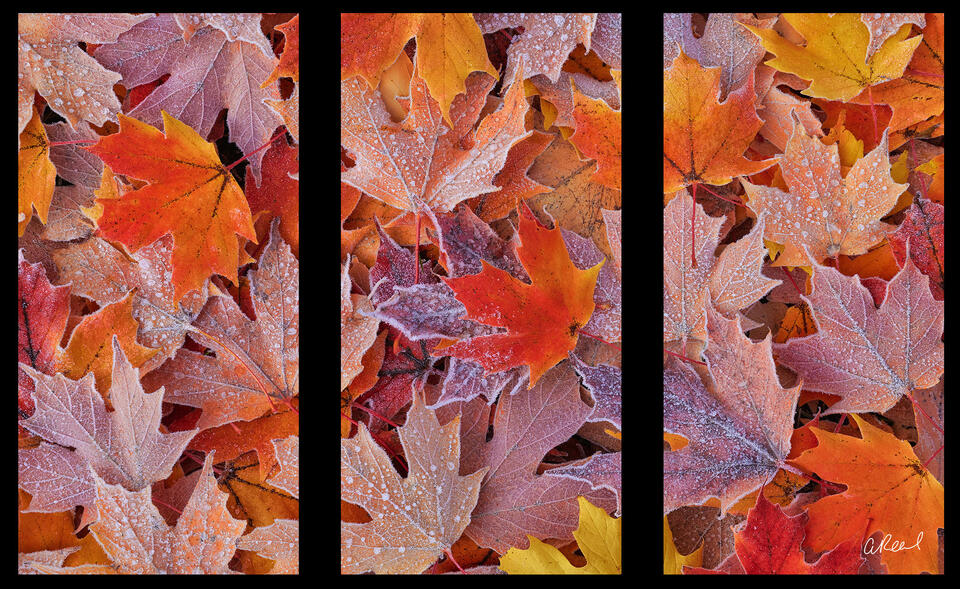 Frosted Sunrise Triptych