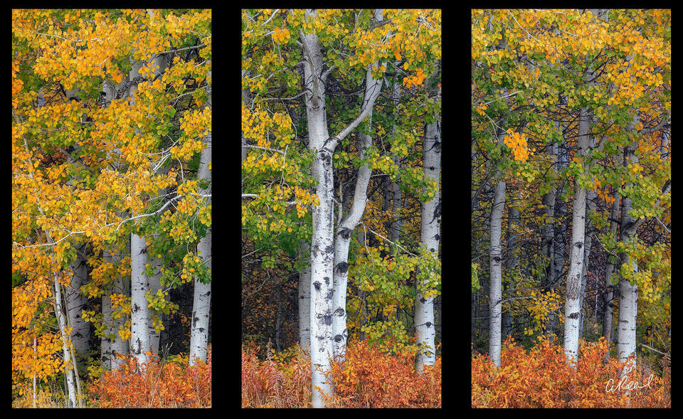 Lemon Lime Triptych