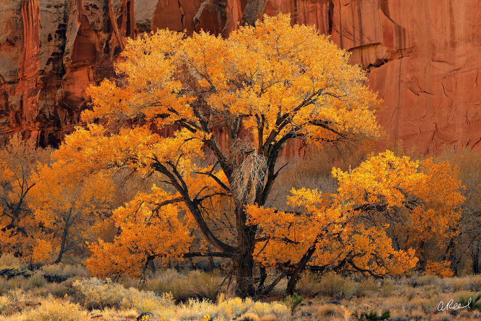 Life In The Desert