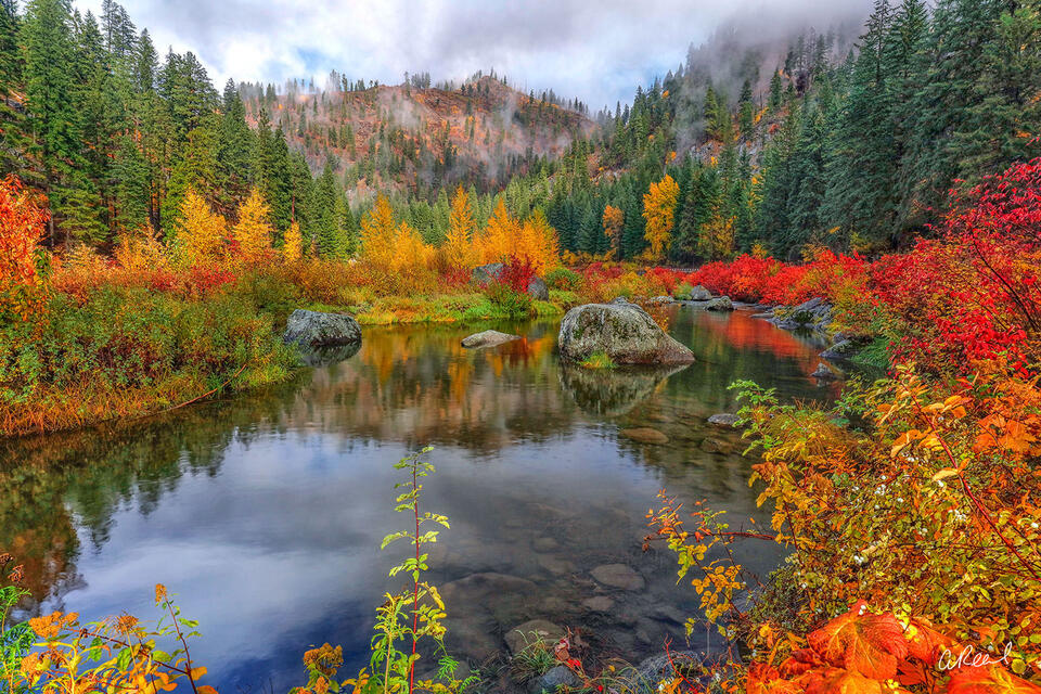 Natural Brilliance