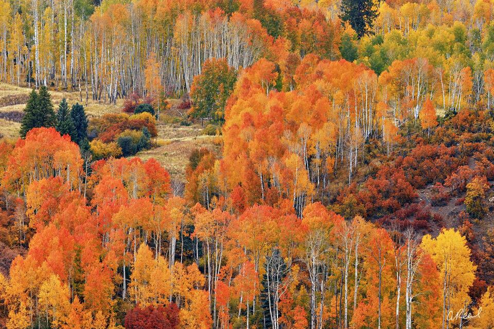 The Hills Have Dyes