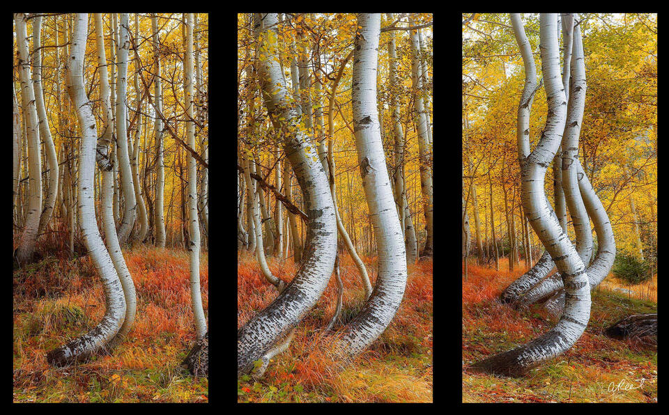 Twisted Sisters Triptych