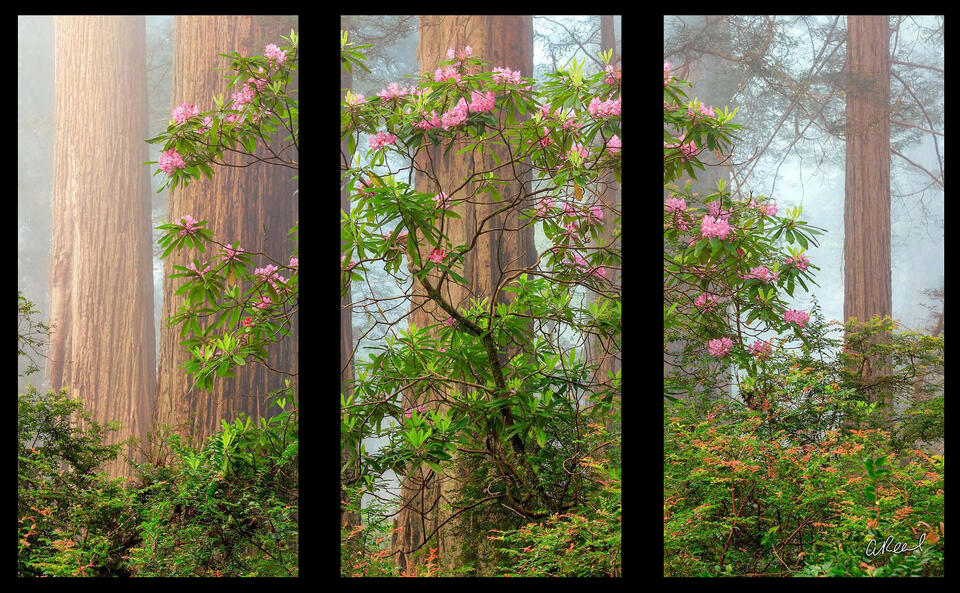Walking With Giants Triptych