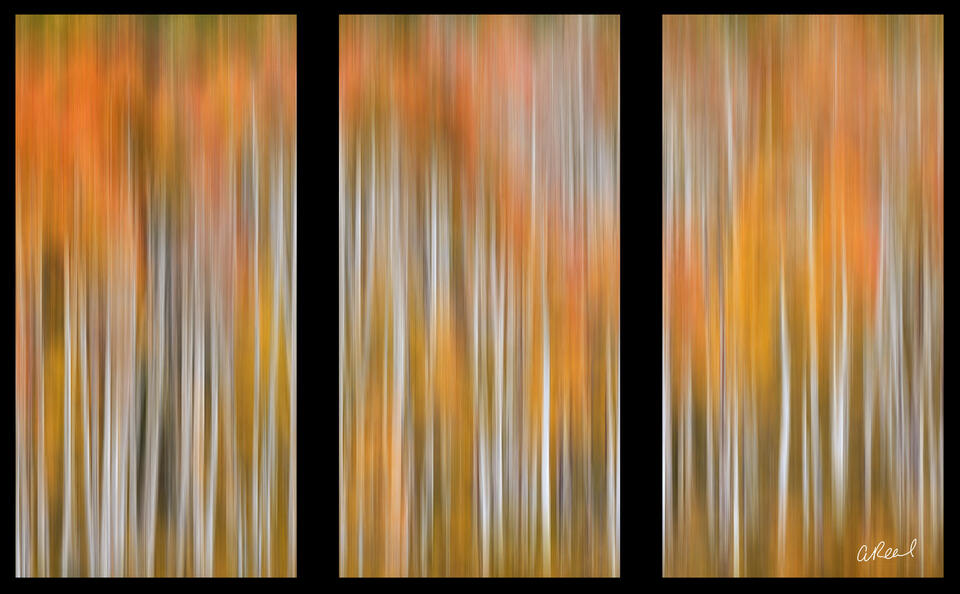 Warpspeed Triptych