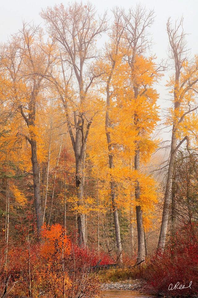 Autumn Heat