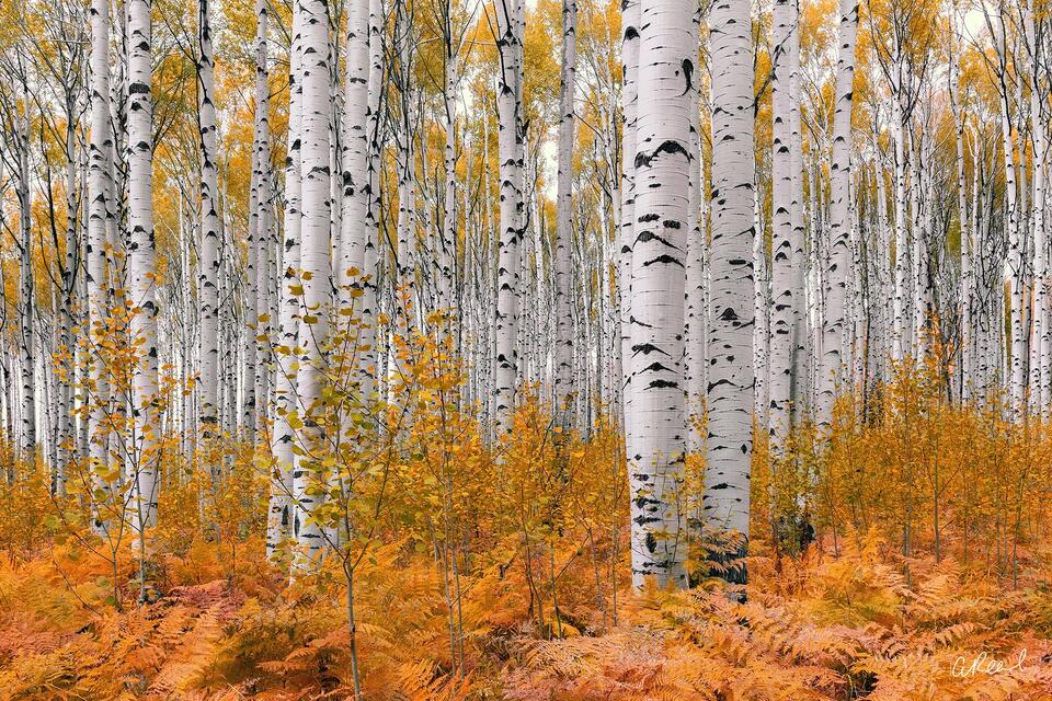 Autumn Soldiers