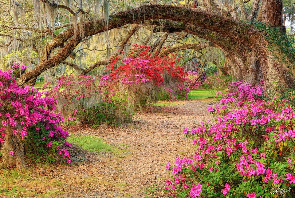 Azalea Alley