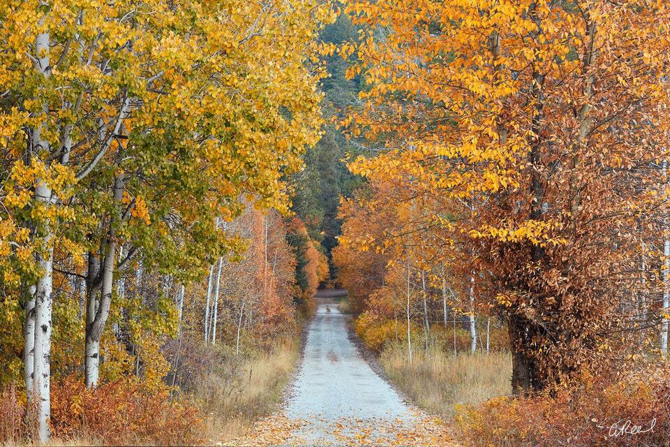 Backroads