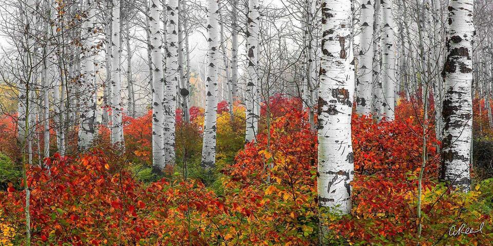 Echoes Of Fall Panoramic