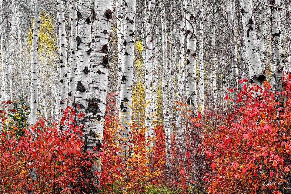Fine art woodland image of white birch trunks contrasted with vivid red autumn undergrowth.
