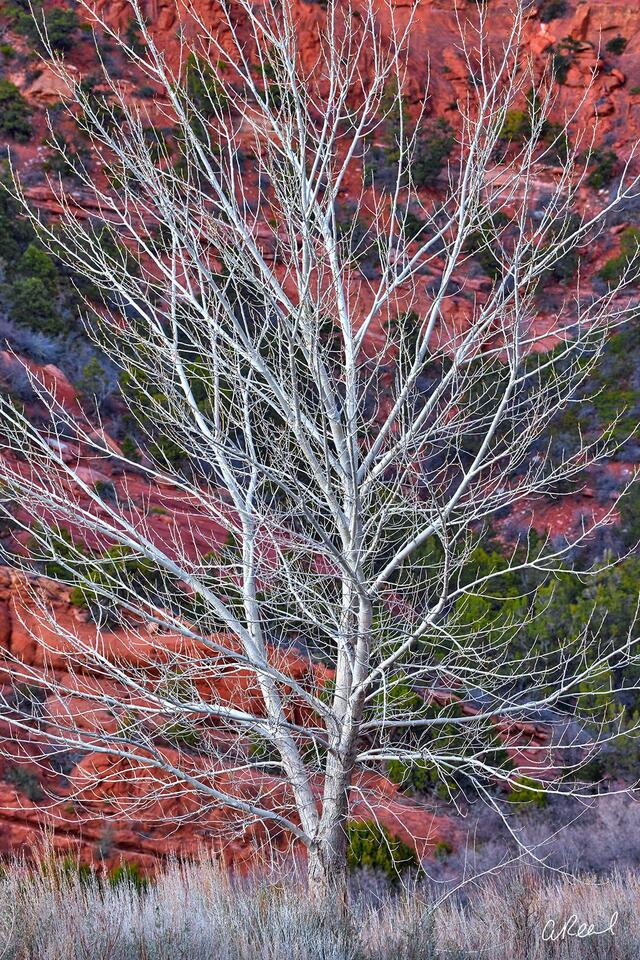 Nature wall art print of a leafless tree framed by red rock canyon walls, highlighting contrast and desert beauty.