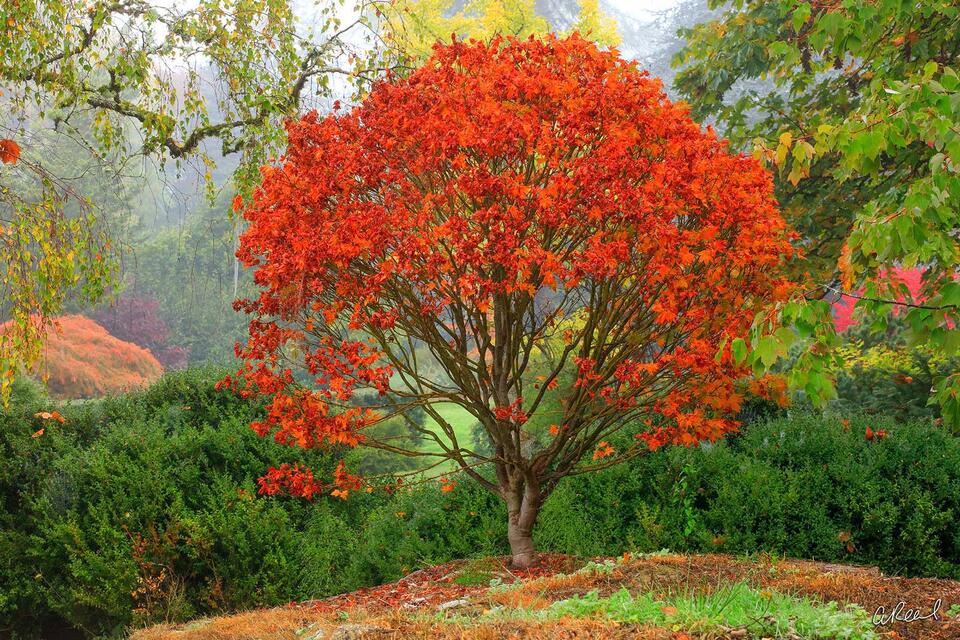 The Burning Bush