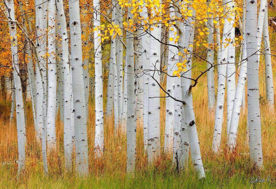 Fine art wall art print of white aspen trunks rising from golden meadow grasses in a peaceful autumn scene.”