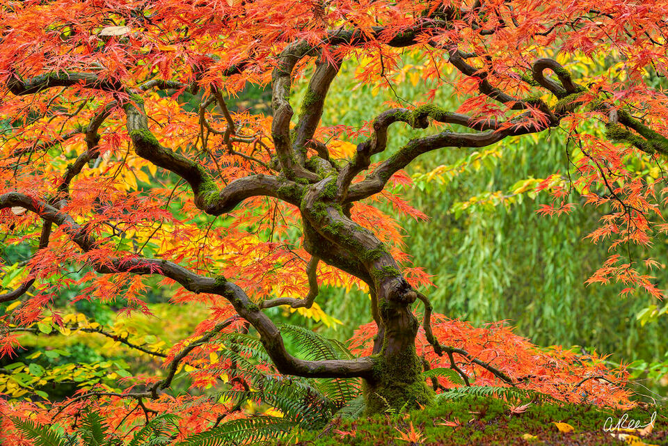Fine art photo print of a sculptural Japanese maple in peak fall color, crimson leaves glowing against green foliage.