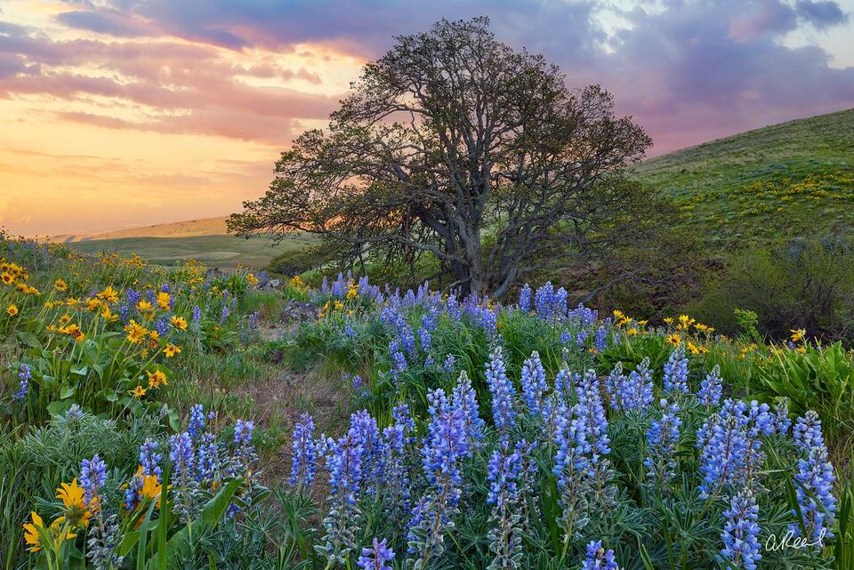 Fine art landscape print of a lone oak tree surrounded by spring wildflowers beneath a pastel sunset sky.
