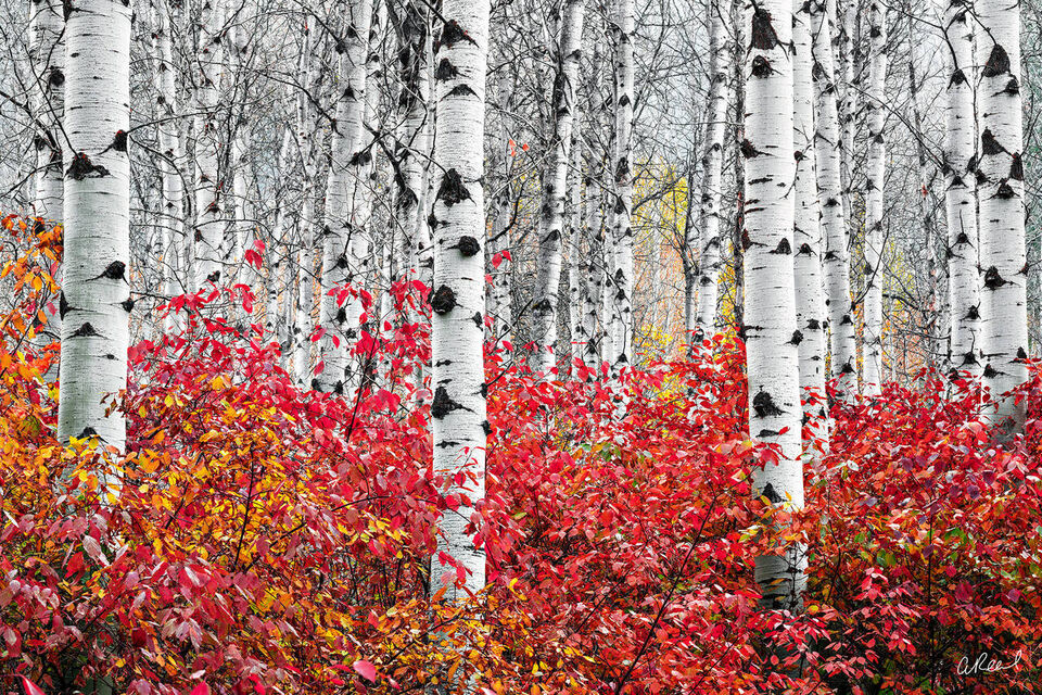 Flames In The Forest