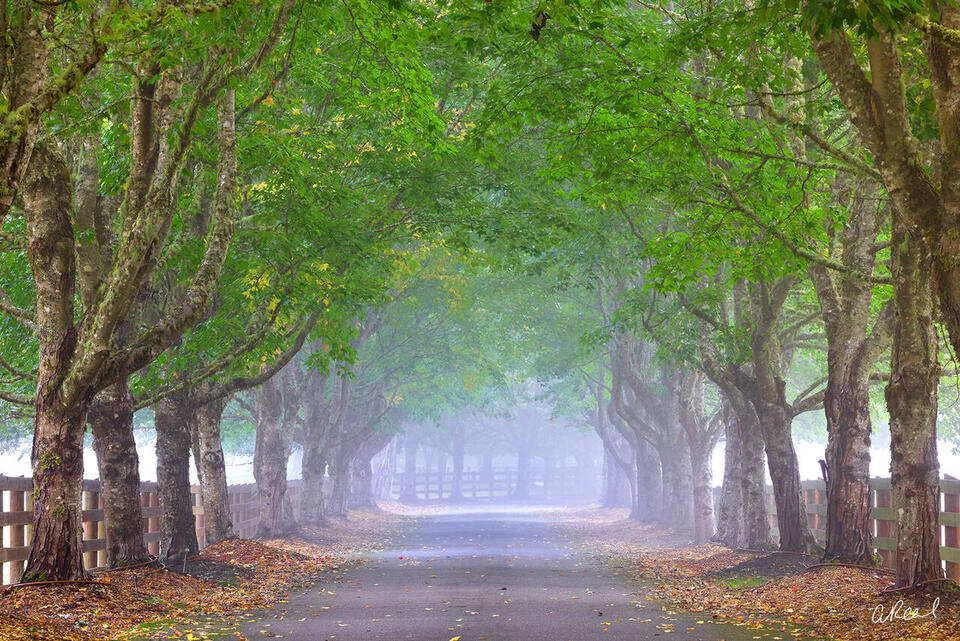 Fine art photograph of a misty tree-lined road, forming a serene green tunnel with strong symmetry and depth.