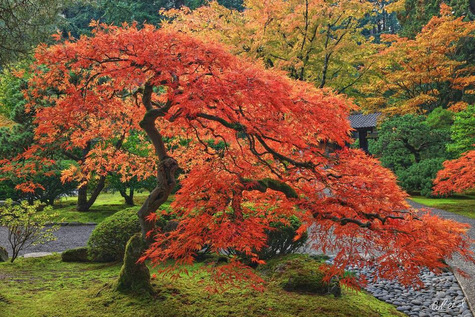 https://www.aaronreedphotography.com/images/960/japanese-maple-crimson-leaves-garden-path-photography.jpg