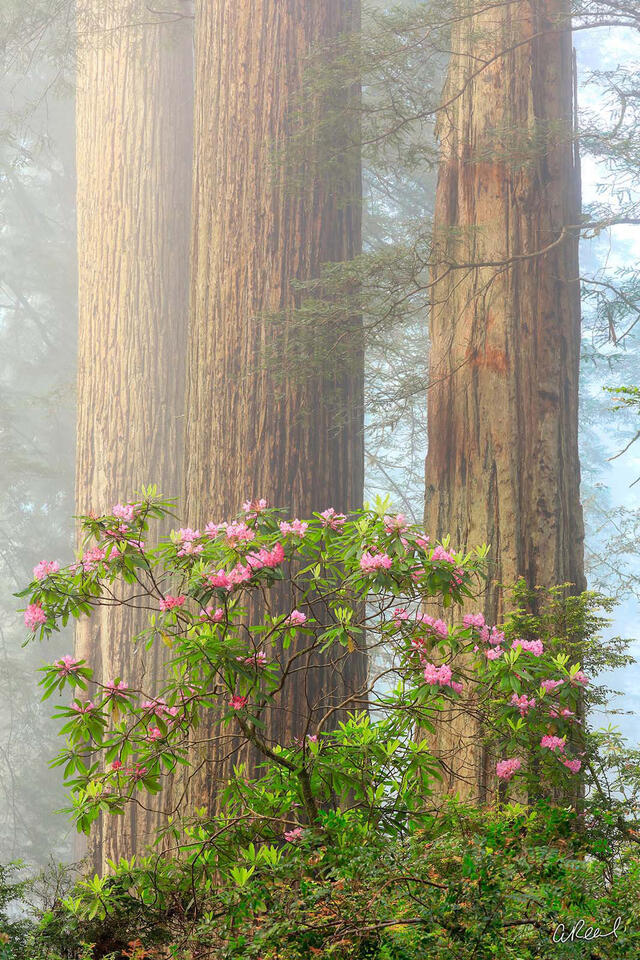Jewels Of The Forest