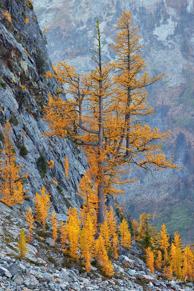 Nature photo print of golden larch trees on a rocky mountain slope, showcasing alpine autumn color and depth.