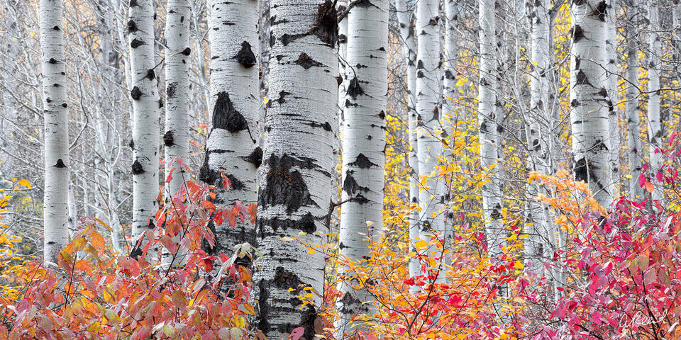 The Sticks Pano