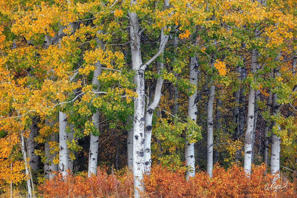 Fine art photograph of an autumn aspen grove with white trunks and layered golden foliage.