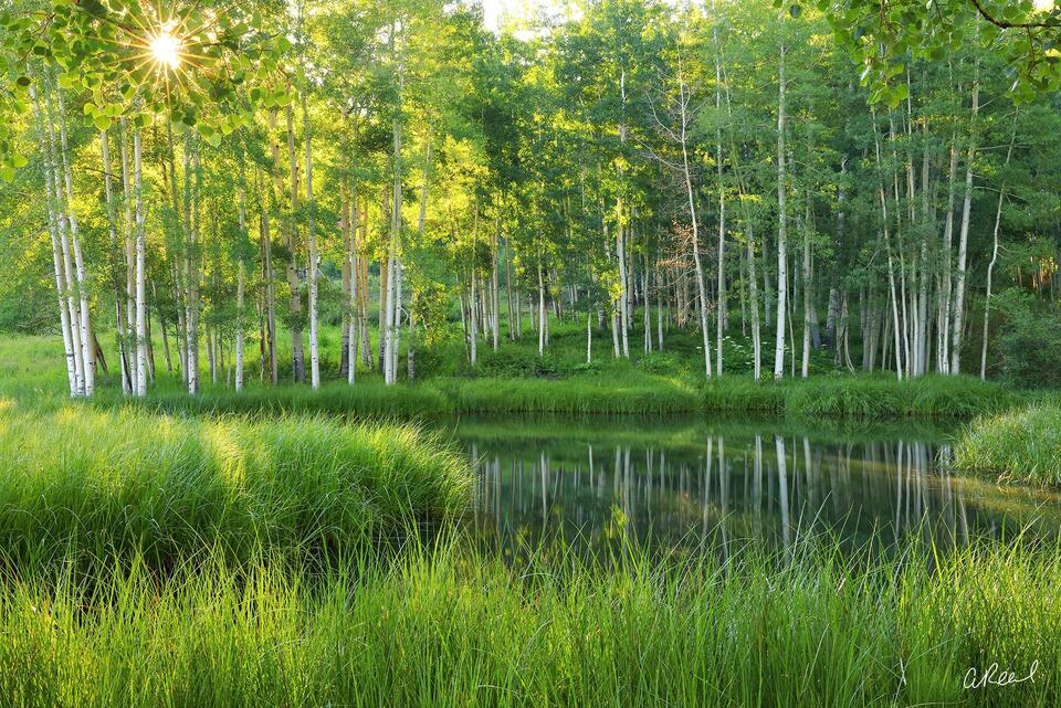 Sunlight filtering through a lush aspen grove beside a calm pond, with tall white trunks reflected in still water and vibrant green grasses in the foreground.