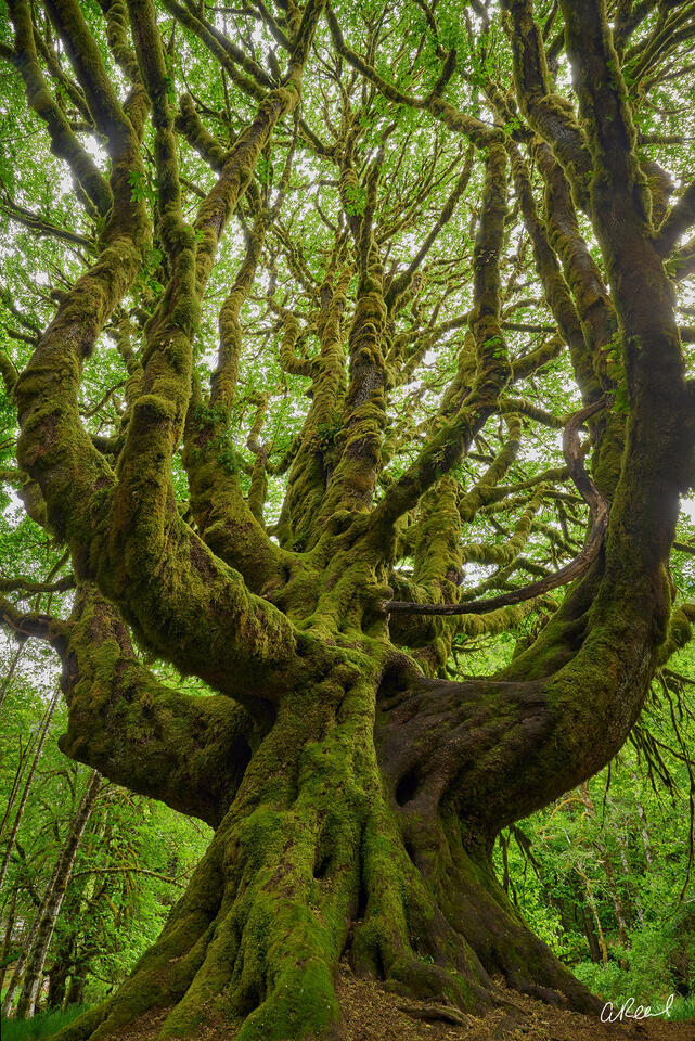Nature photo print of an ancient moss-covered tree with twisting branches, captured from below in a lush green forest.