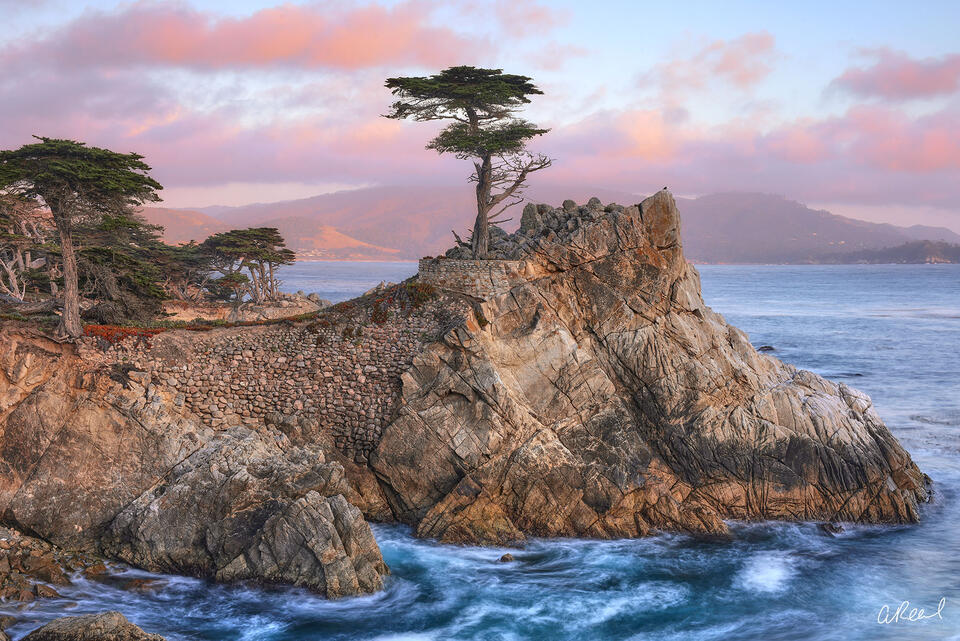Fine art coastal photograph of a lone cypress on rugged cliffs above the Pacific at sunset.