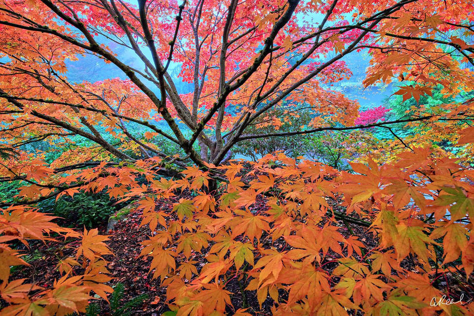 Seasons Flames