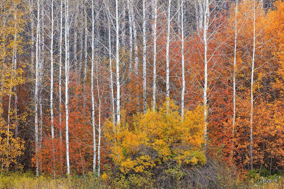 Shades  Of The Season