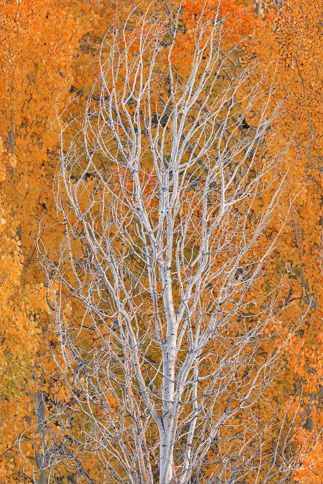 Nature wall art print of white aspen branches set against glowing orange fall foliage, emphasizing texture and contrast.