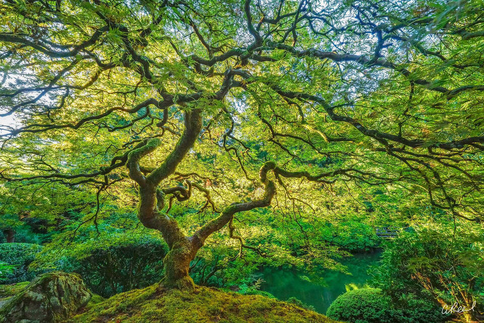 Fine art photo print of a glowing green Japanese maple, twisting branches forming a luminous canopy in a tranquil garden.