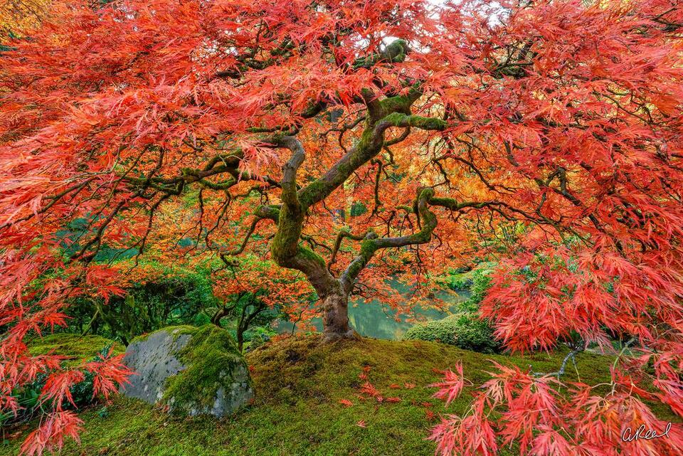 Nature wall art print of a Japanese maple in peak autumn color, its red leaves arching over a mossy garden scene.