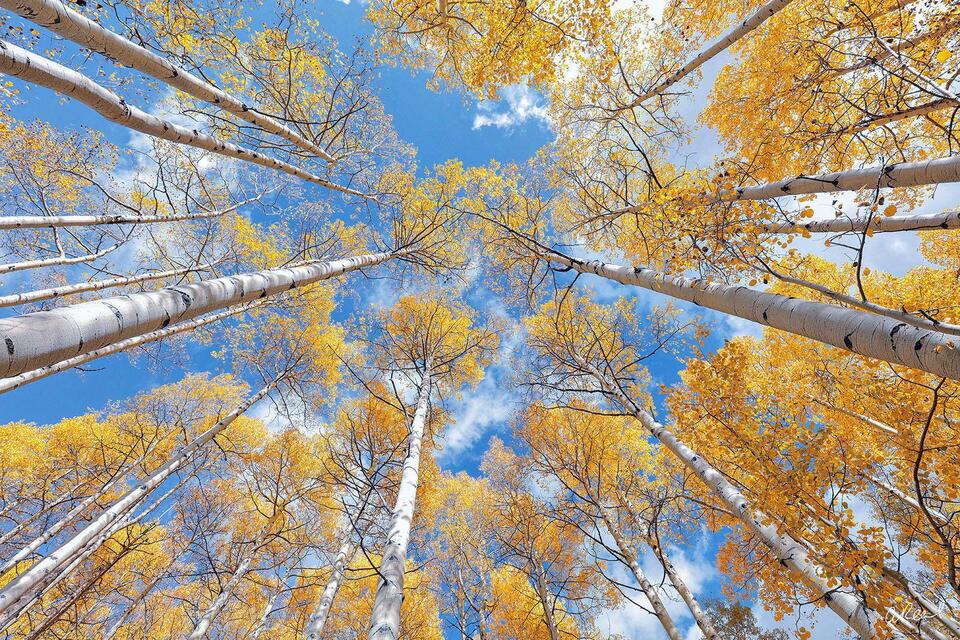 Upward view of tall aspen trees with white trunks and golden autumn leaves reaching into a bright blue sky with scattered clouds.