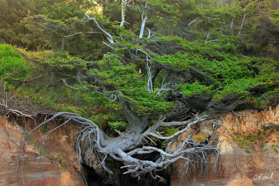 Nature photo print of a windswept coastal tree with exposed roots clinging to eroding cliffs, symbolizing resilience.