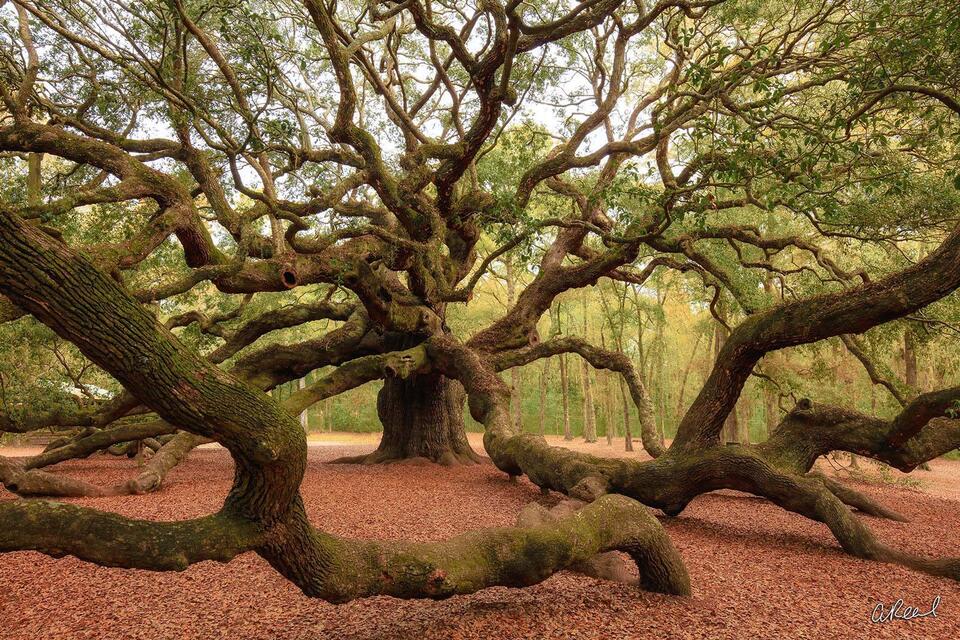 Fine art nature print of an ancient oak tree, sprawling branches creating dramatic organic patterns.