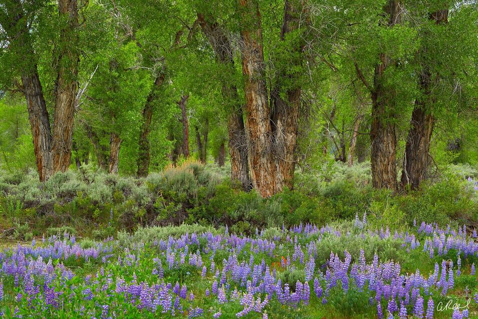 Wild Beauty